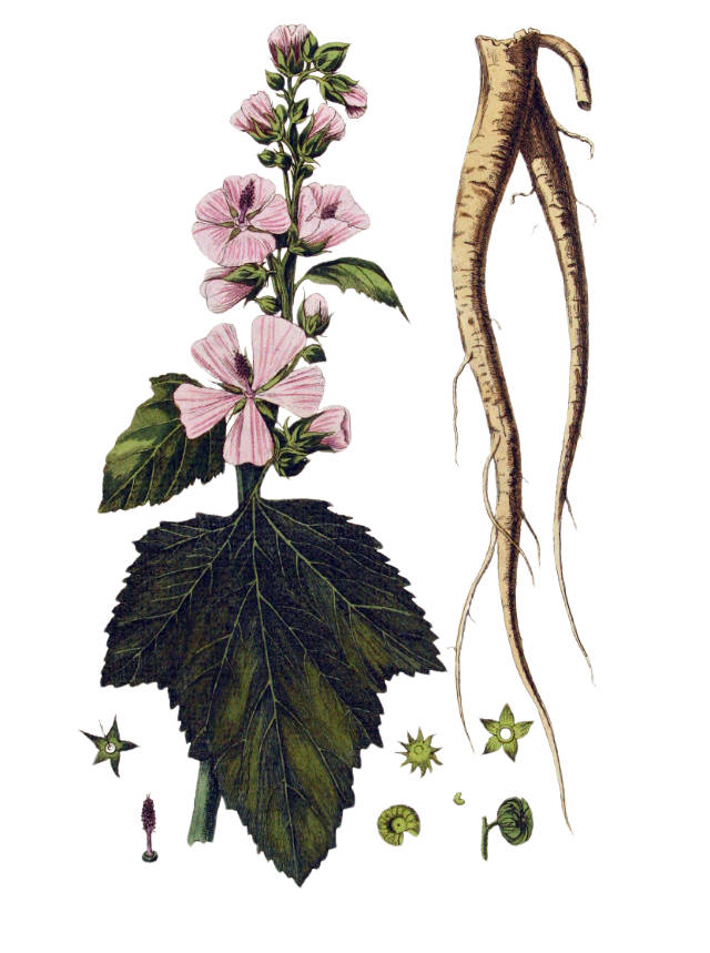 Althaea officinalis can tolerate saline conditions
