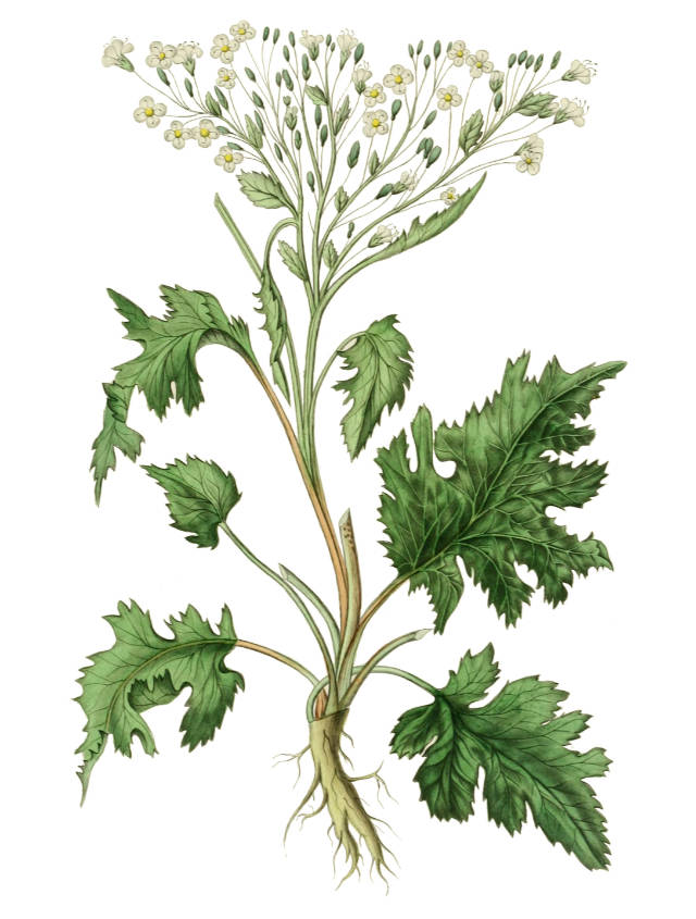 Salinity: Sea Kale Crambe maritima can tolerate maritime exposure and salinity