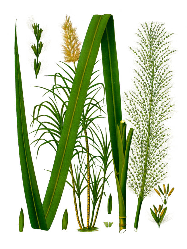 Sugarcane or Saccharum officinarum can grow in very acidic and saline soils